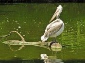 Les oiseaux exotiques sont particulièrement frileux - DR Martine Schnoering