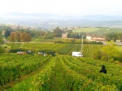 Les vignes du Beaujolais - Photo Lyonmag.com/DR