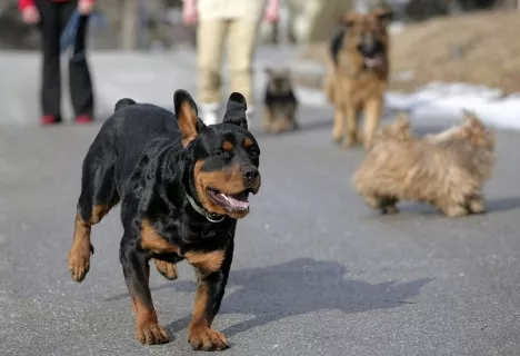 Une fillette gravement blessée par deux rottweilers