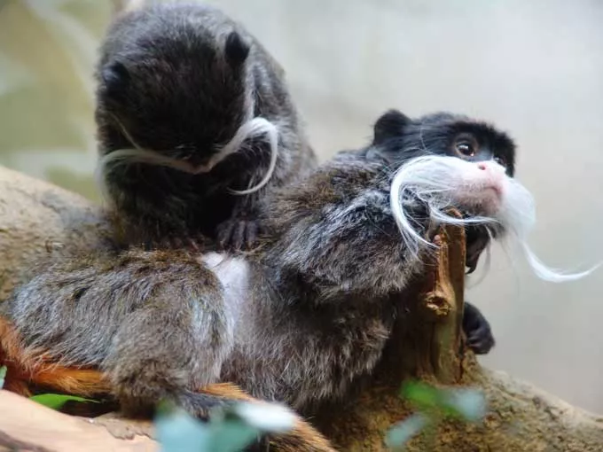 Deux des quatre singes volés au zoo de la Tête d'Or retrouvés à Vénissieux