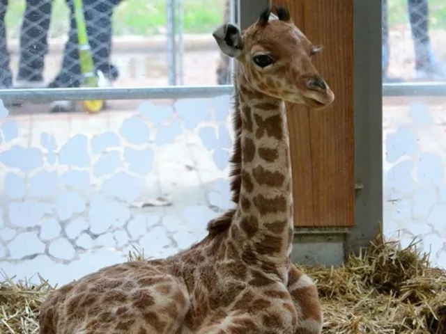 Naissance d'un girafon au parc de la Tête d'Or : les Lyonnais invités à lui trouver un nom