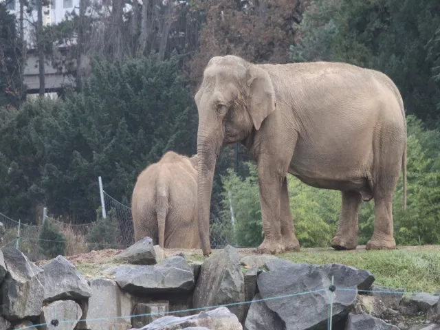 Népal, éléphante emblématique du parc de la Tête-d’Or de Lyon, est morte