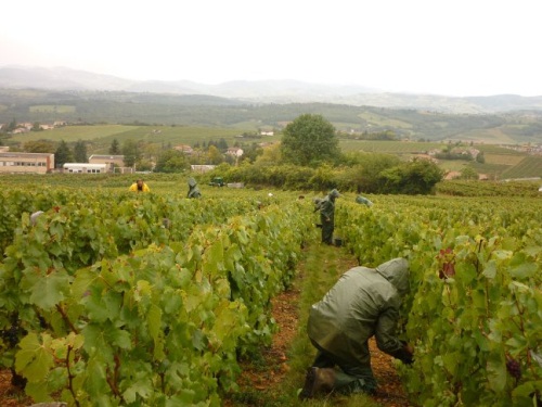 A un mois du Beaujolais nouveau, le d&eacute;partement soutient une fili&egrave;re viticole en crise