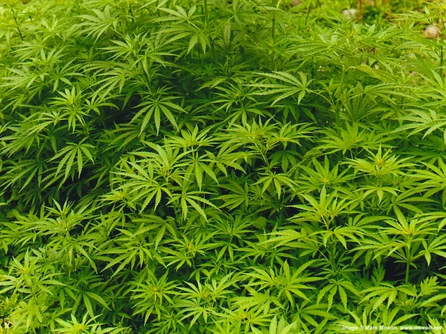 Caluire : les pompiers découvrent des plants de cannabis dans son appartement
