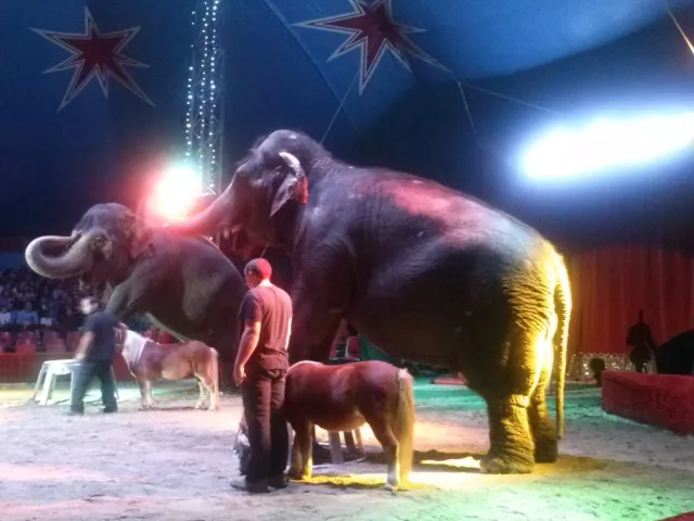 Lyon : un rassemblement ce samedi contre les animaux dans les cirques