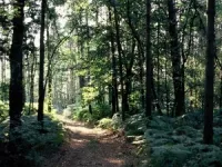 Le WWF organise un happening contre la d&eacute;forestation