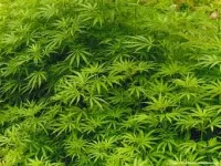 Une plantation de cannabis découverte à Villeurbanne