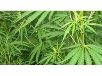 Lyon : il cultivait du cannabis pour arrondir ses fins de mois