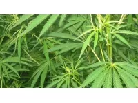 Lyon : un mineur arrêté avec neuf barrettes de résine de cannabis