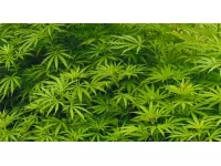 137 kilos de résine de cannabis saisis au péage de Vienne