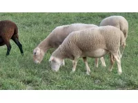 Rhône : l'incendie d'une ferme tue une centaine de moutons