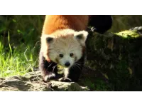 Un deuxième panda roux vient d'arriver au zoo de Lyon