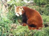 Un panda roux au zoo de la T&ecirc;te d'Or