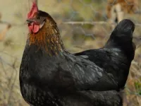 Rhône : de plus en plus de poules et de coqs abandonnés l'été