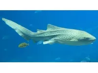L'Aquarium de Lyon va bientôt accueillir deux requins-léopards
