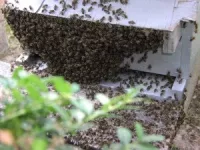 Manifestation des apiculteurs de Rhône-Alpes à Lyon