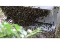 Rhône-Alpes : 1,5 million d'euros pour la filière apicole