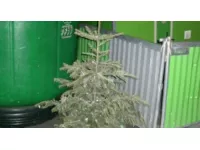 Lyon : une plante verte offerte en se débarrassant de son sapin de Noël