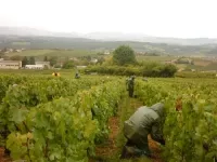 Beaujolais : les vignes encore touch&eacute;es par la gr&ecirc;le