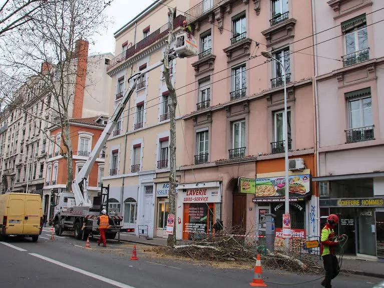 Lyon : 86 platanes abattus sur le Cours Lafayette pour l’aménagement de la ligne C3