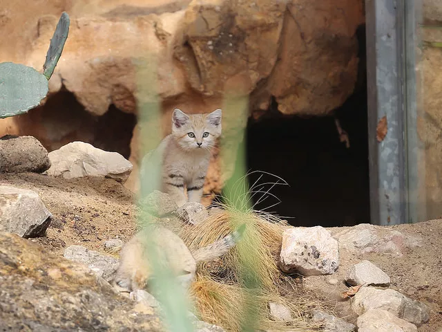Zoo de Lyon : le couple de chats des sables reste au parc de la Tête d'Or