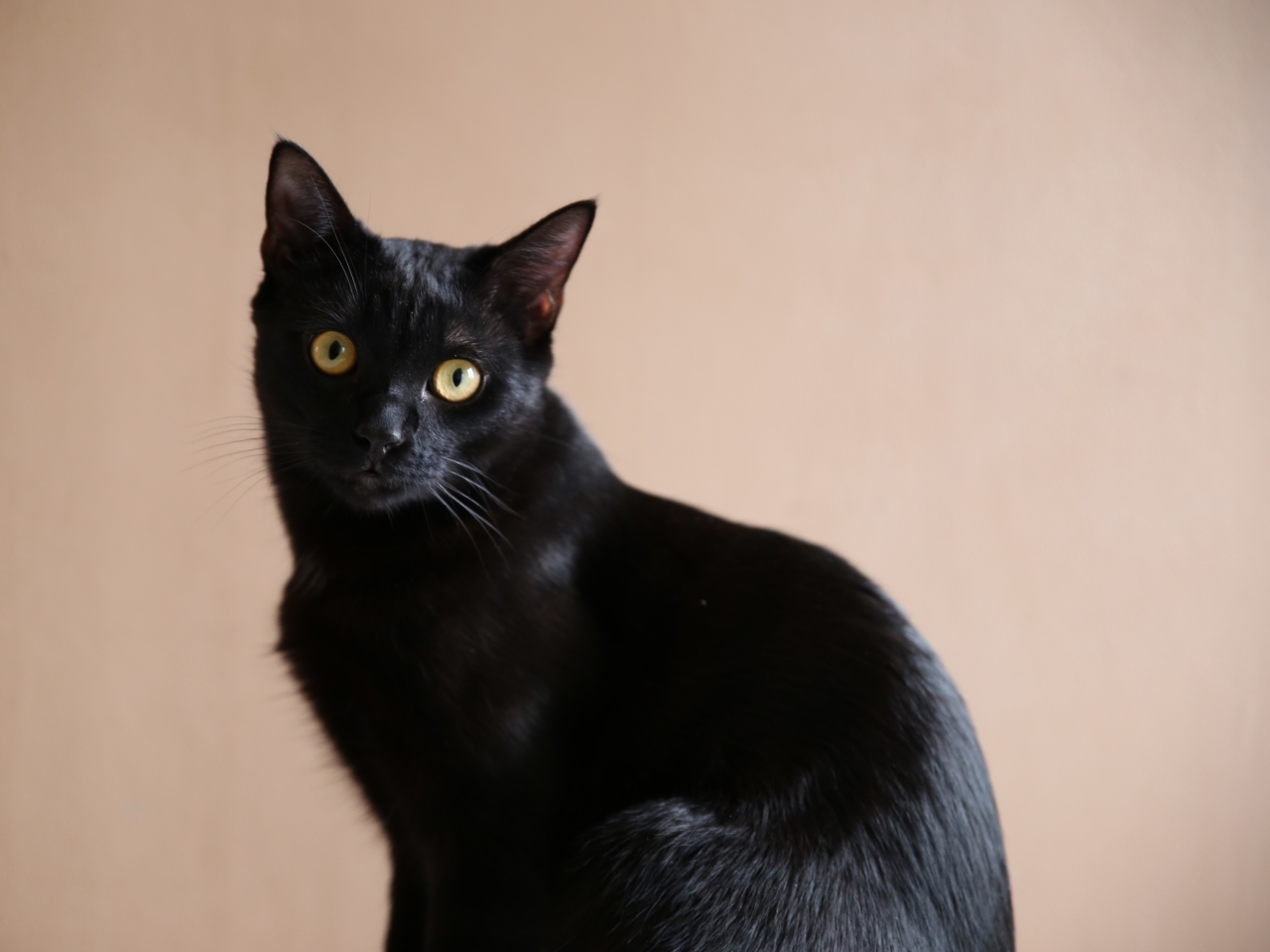 Sainte Foy Les Lyon Ivre Elle Jette Le Chat De Son Ex Du 8e Etage