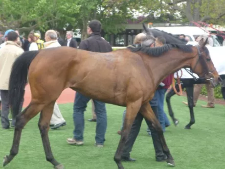 Près de Lyon : un cheval mutilé découvert dans un centre équestre
