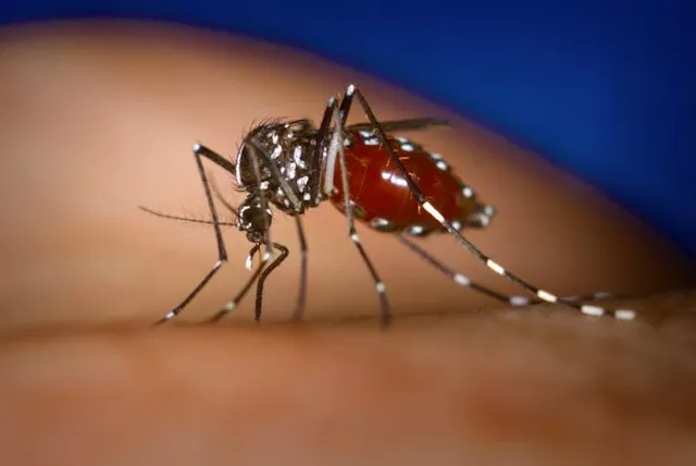 Aucun cas de chikungunya relevé en Rhône-Alpes