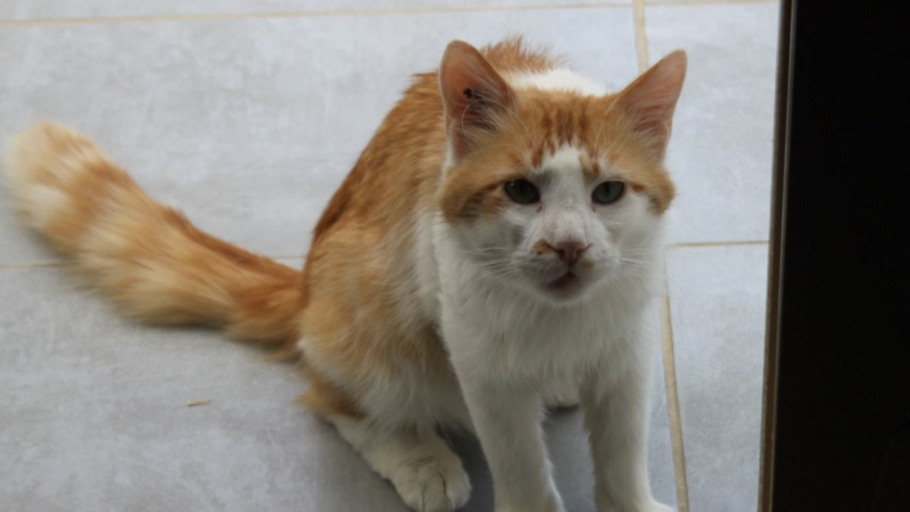 Près de Lyon : le voisin qui tirait sur les chats condamné à de la prison avec sursis