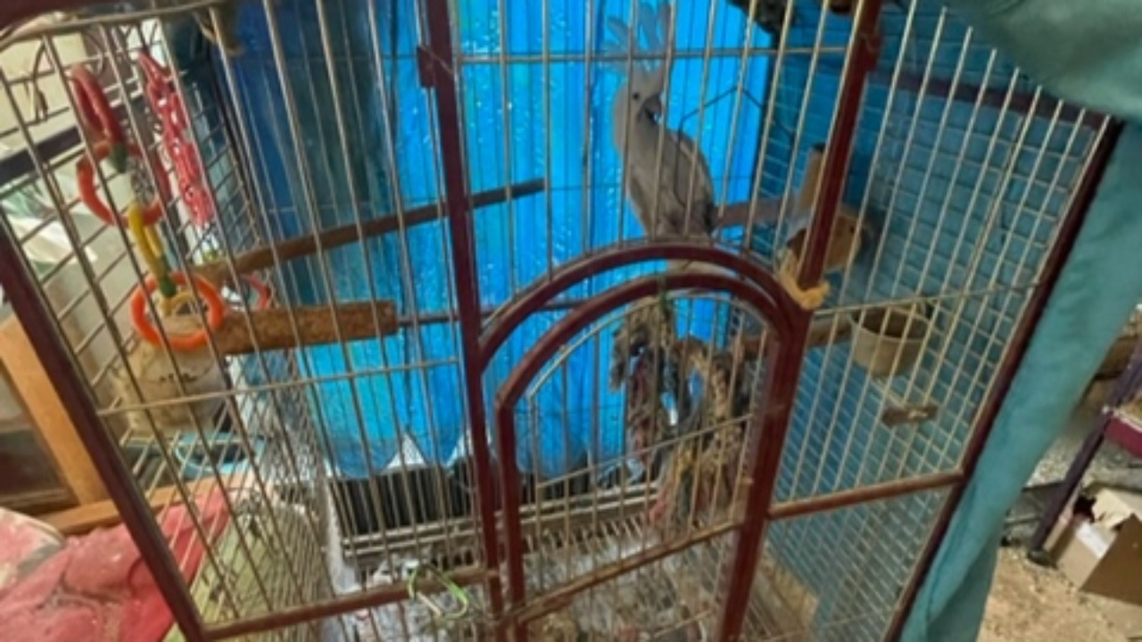 Près de Lyon : enfermés dans un logement insalubre, des oiseaux et des chats sauvés par la SPA