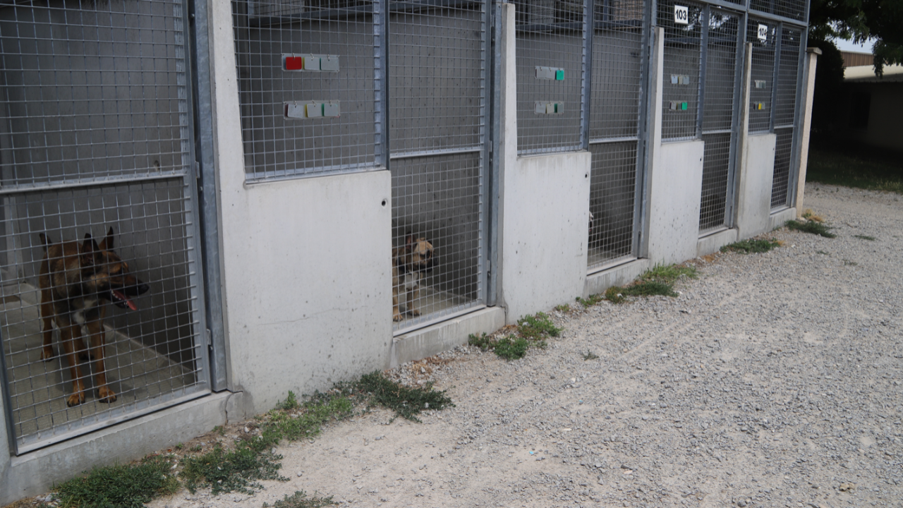 Près de Lyon : la SPA de Brignais inspectée pour prévenir les abandons ...