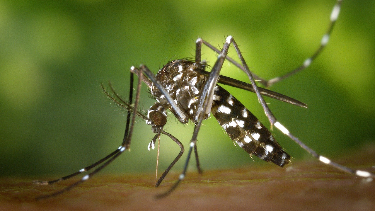 Dengue Outbreak: 31 Cases in Lyon Region