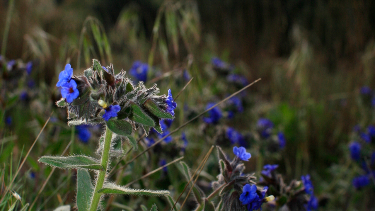 L’Orcanette de Matthiole bientôt réintroduite près de Lyon