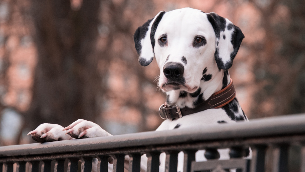Villes où il fait bon vivre avec son chien : Lyon toujours à la traîne
