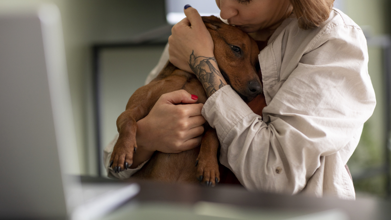 Assurance santé animale : Bulle Bleue renouvelle ses offres pour mieux protéger chiens et chats