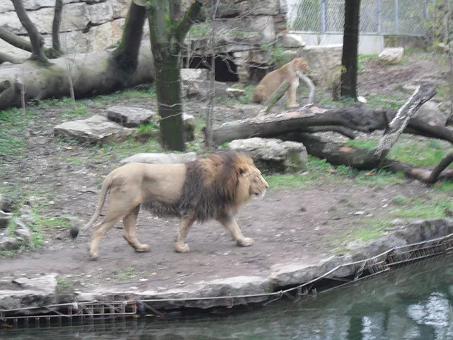 La folle rumeur du lion évadé au Parc de la Tête d'Or