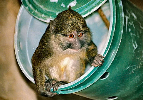 L'un des quatre singes volés au zoo du parc de la Tête d'or a été retrouvé