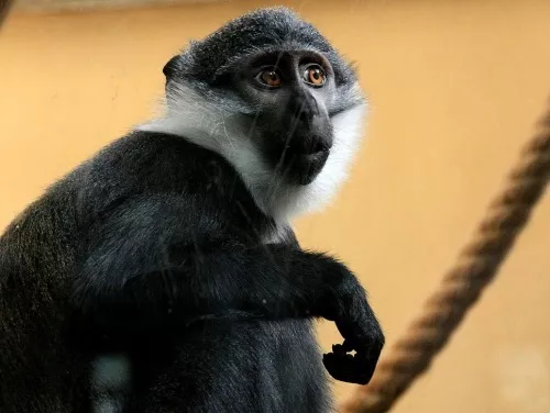 Exclu Radio Espace : le 4e singe volé à la Tête d'or a été retrouvé