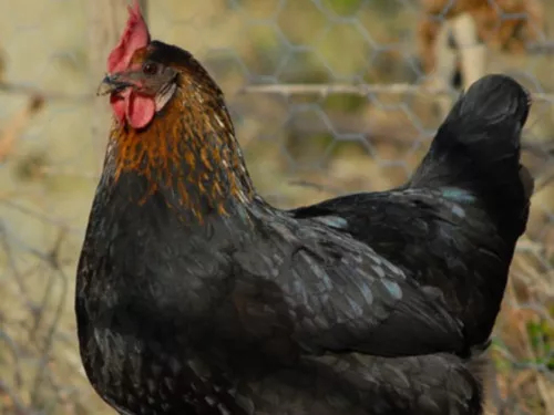 L’association lyonnaise Dignité animale est à la recherche de volontaires pour adopter des poules pondeuses