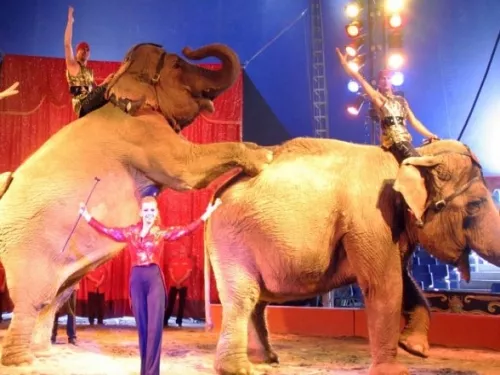 Le cirque Pinder va peut-être perdre trois animaux?