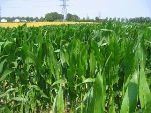 Naissance d’un collectif anti-OGM inter-rhodanien