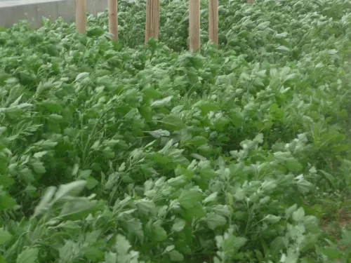 Près de 200 plants de cannabis découverts dans une ferme de l'Ain