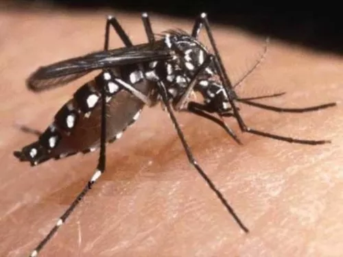 Résultat négatif pour le cas suspect de chikungunya ou de dengue dans le Rhône