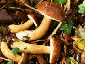 Rh&ocirc;ne-Alpes: il reste des champignons &agrave; ramasser