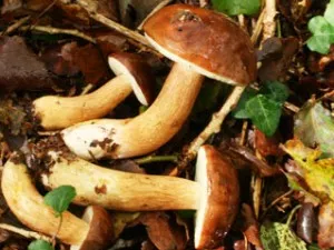 Rhône-Alpes: il reste des champignons à ramasser