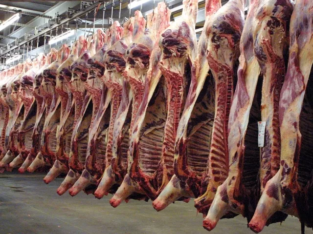 Des restaurants de Bourg-en-Bresse impliqués dans un trafic de viande