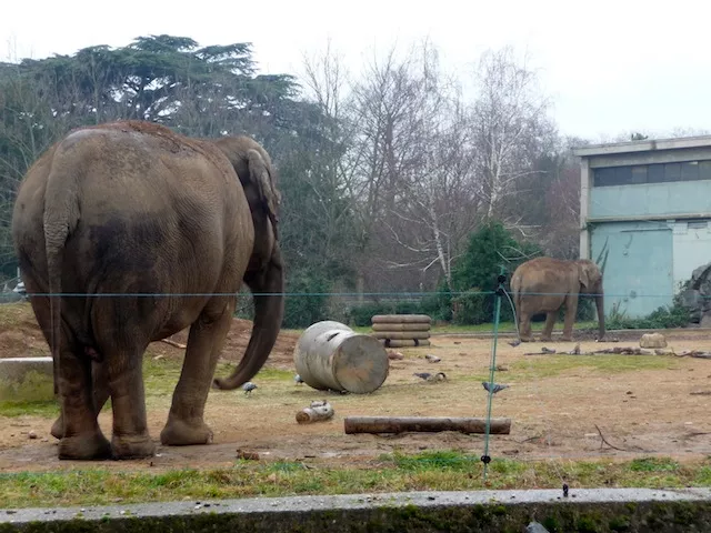 Officiel : le Conseil d'Etat suspend l'abattage des éléphants de Lyon !