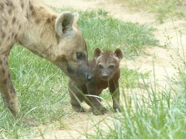 Un bébé hyène voit le jour au Safari de Peaugres