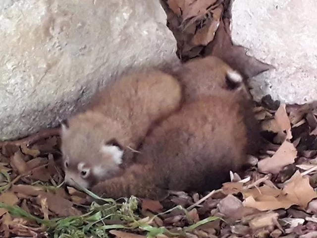 Les pandas roux du zoo de la Tête d’Or ont désormais des noms !