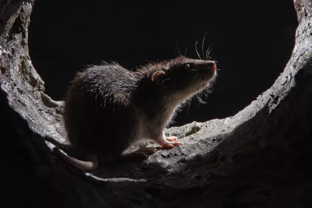 Rhône : il nourrissait les rats qui infestaient sa commune